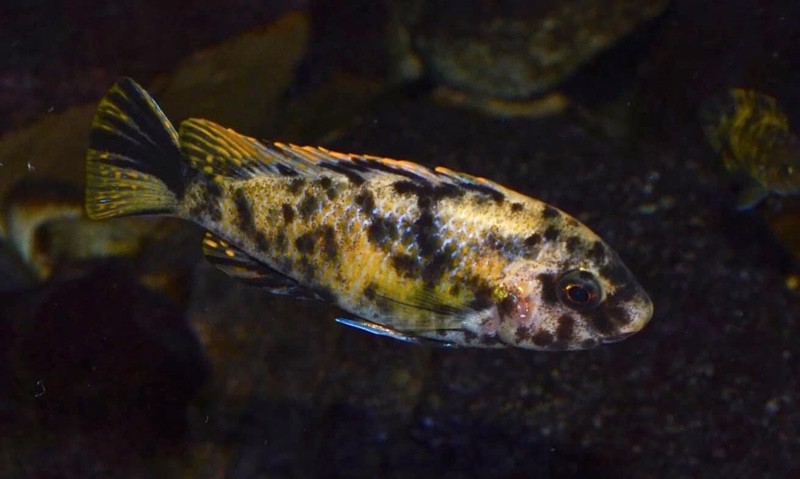 Labeotropheus fuelleborni 'Thumbi West Island'